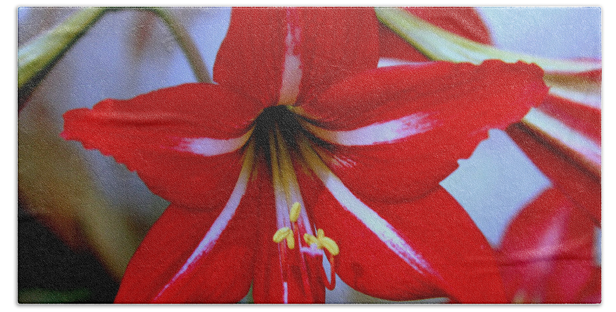 Lilly Hand Towel featuring the photograph Red and White Lilly by Debra Forand