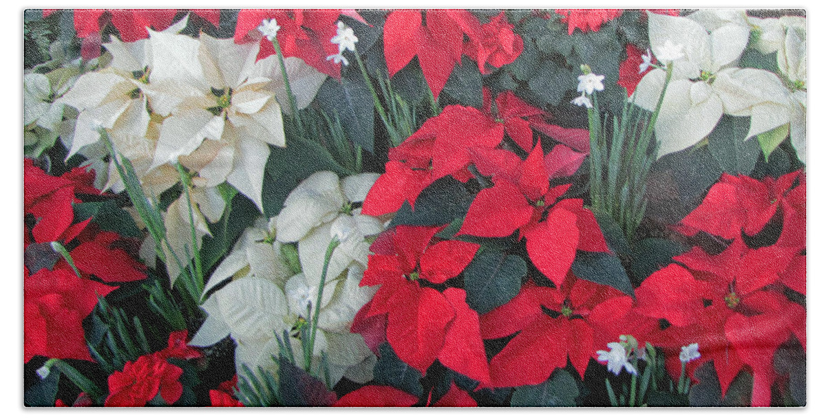 Festive Bath Towel featuring the photograph Red and White Poinsettias by Tikvah's Hope