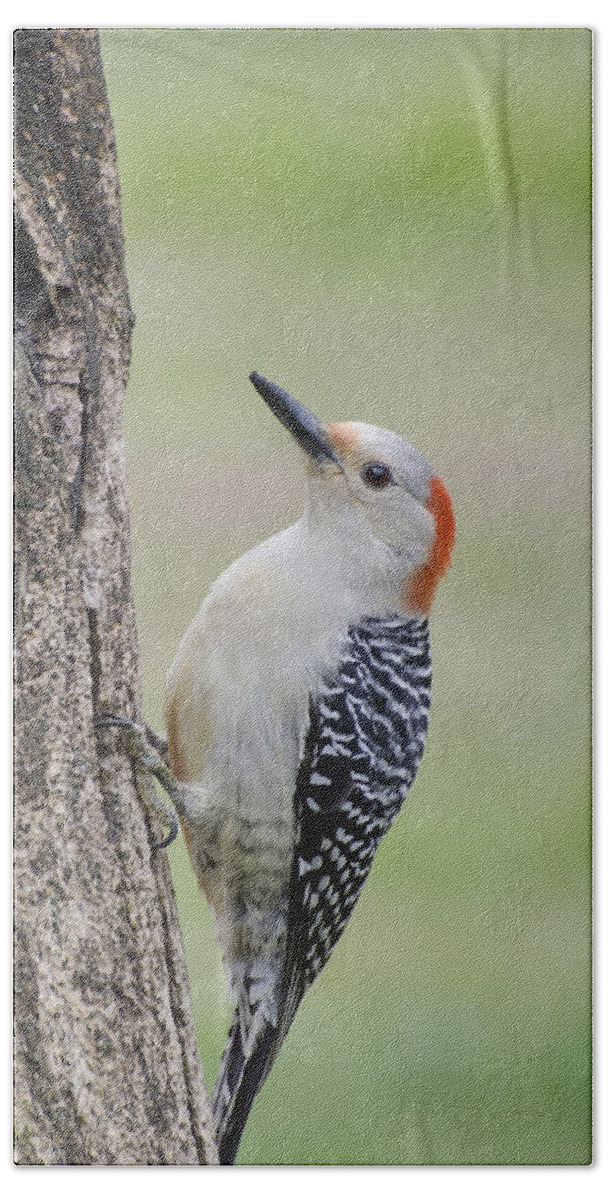 Woodpecker Bath Towel featuring the photograph Red Bellied Woodpecker by Heather Applegate