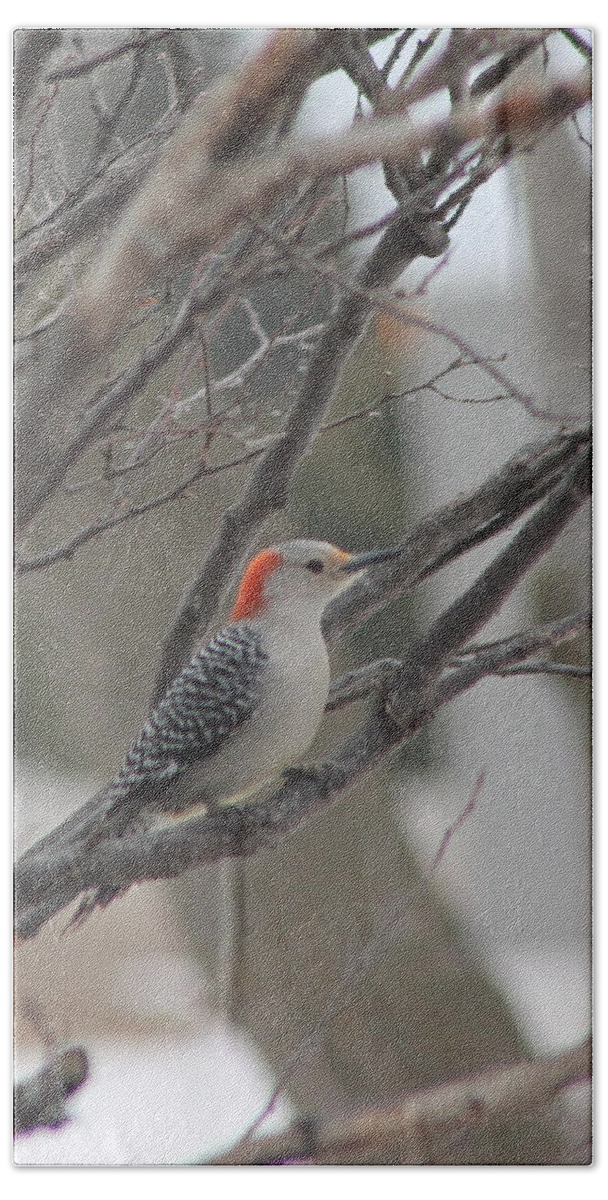 Birds Bath Towel featuring the photograph Red Bellied Woodpecker by Wayne Williams