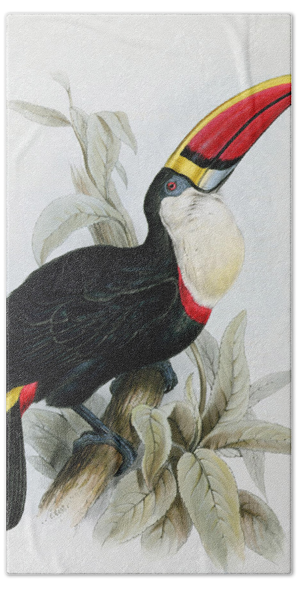 Red Billed Hand Towel featuring the painting Red-Billed Toucan by Edward Lear
