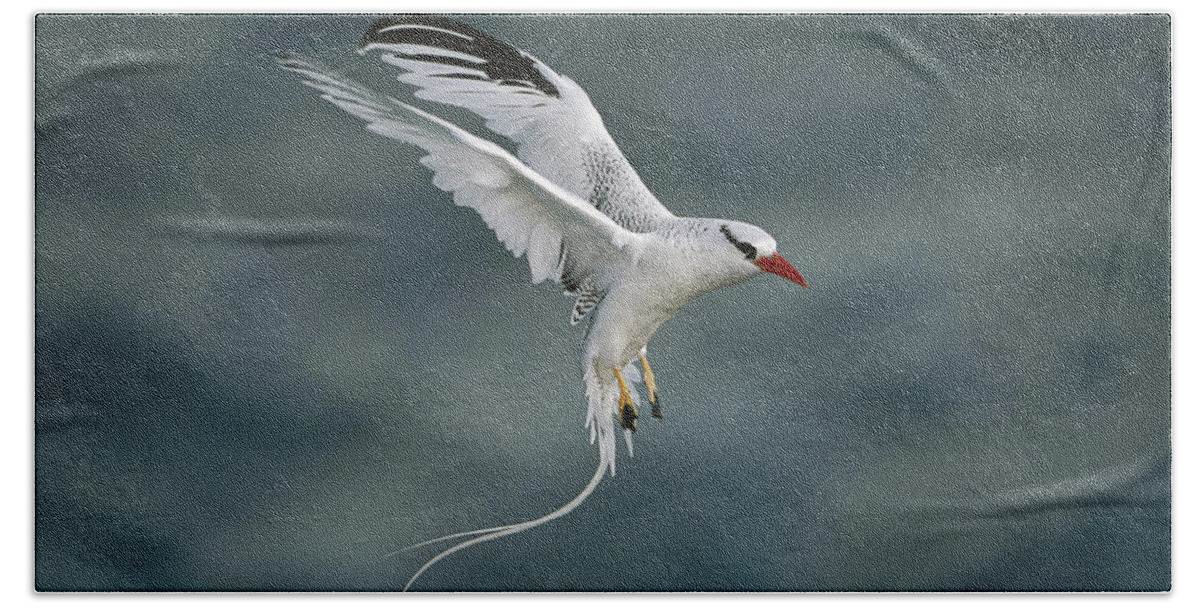 Feb0514 Hand Towel featuring the photograph Red-billed Tropicbird Landing Galapagos by Tui De Roy