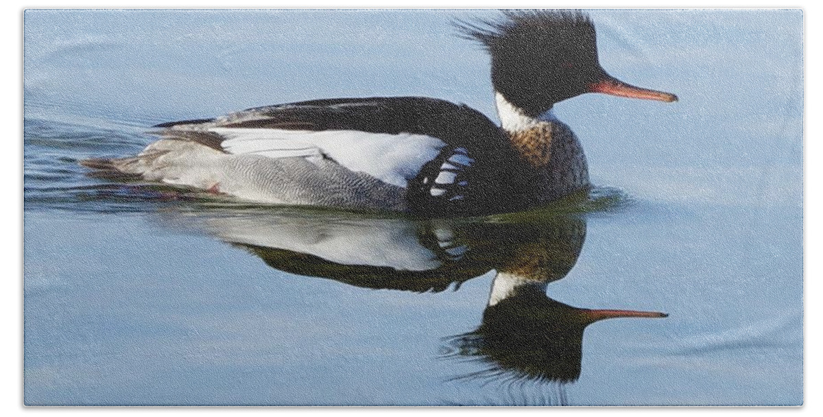 Duck Bath Towel featuring the photograph Red Breasted Merganser by Steven Clipperton