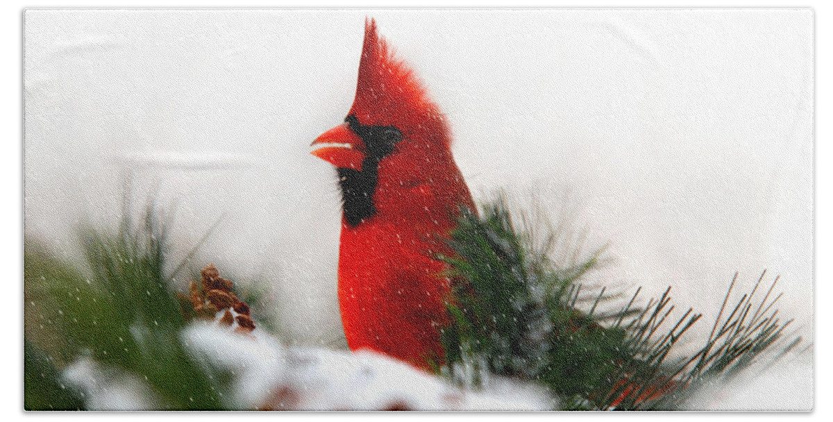 Cardinal Hand Towel featuring the photograph Red Cardinal by Christina Rollo