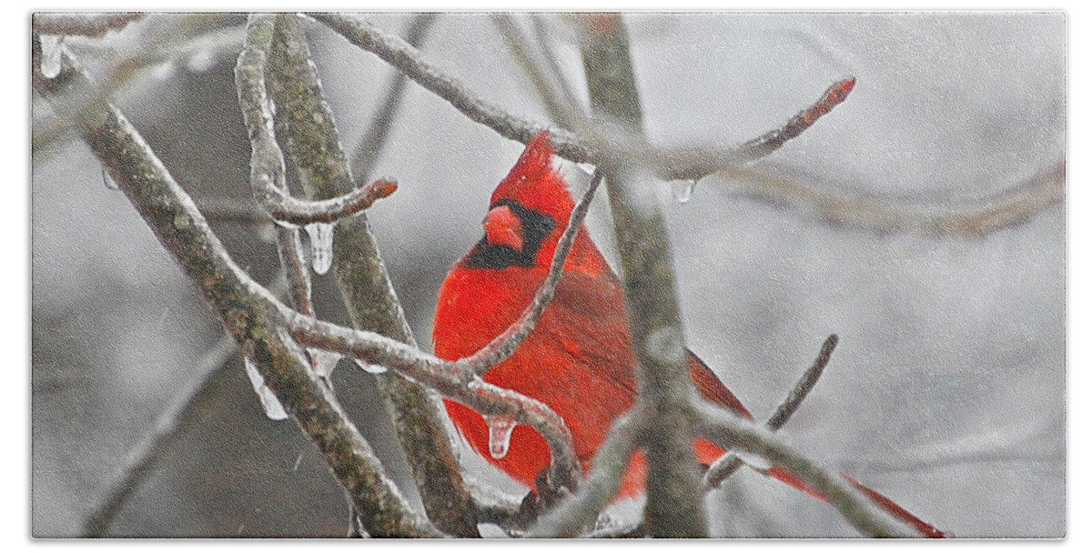 Cardinals Hand Towel featuring the photograph Red Cardinal Northern Bird by Peggy Franz