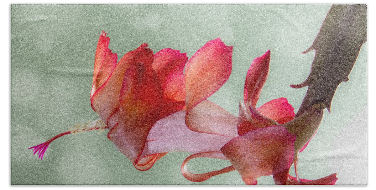 Christmas Hand Towel featuring the photograph Red Christmas Cactus Bloom by Patti Deters