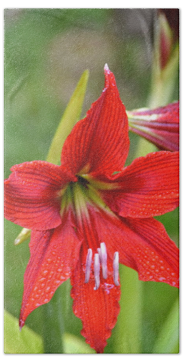 Red Day Lily Hand Towel featuring the photograph Red Daylily after the rain by Lehua Pekelo-Stearns