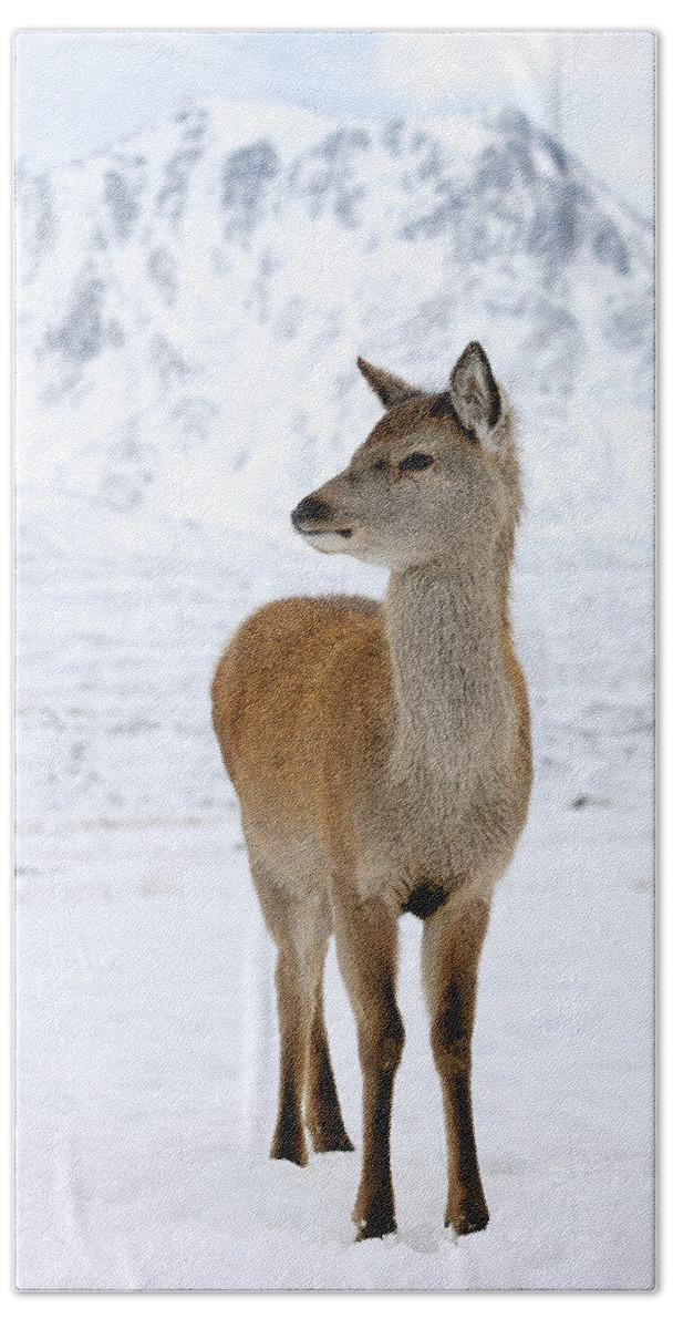 Deer Hand Towel featuring the photograph Red Deer portrait by Grant Glendinning