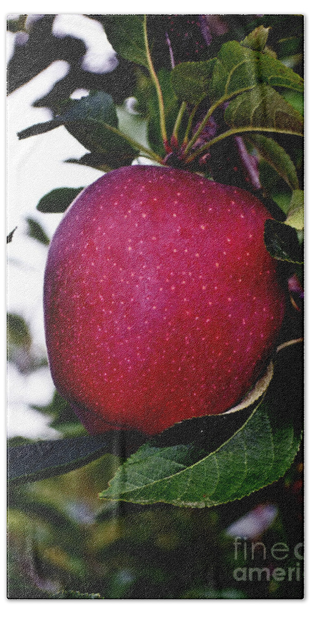Apple Bath Towel featuring the photograph Red Delicious by Kevin Fortier