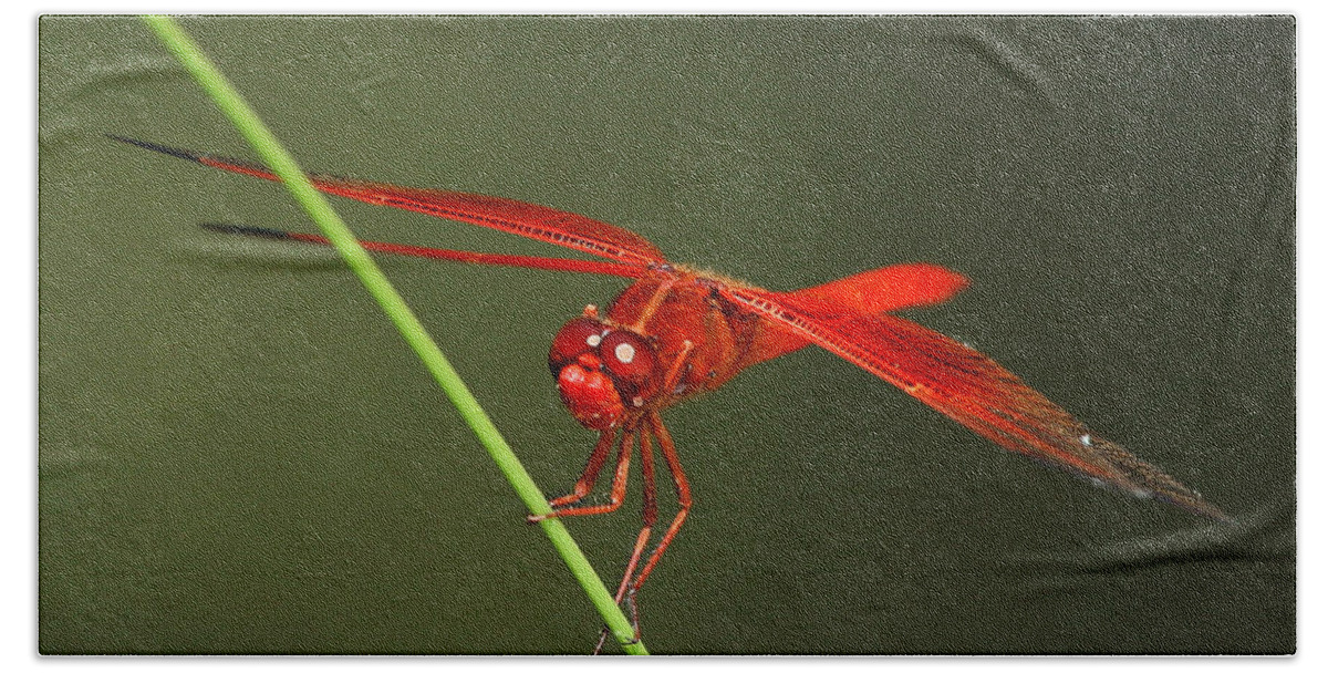 Insect Bath Towel featuring the photograph Red Dragon At Rest by Robert Woodward