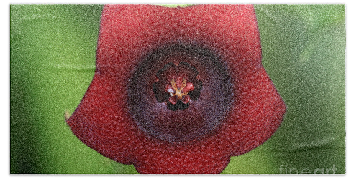 Red Dragon Flower Bath Towel featuring the photograph Red Dragon Flower by Meg Rousher