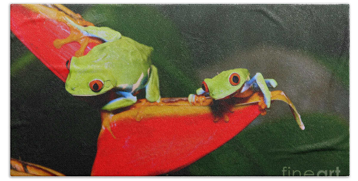 Wildlife Hand Towel featuring the photograph Red eyed tree frogs by Bob Hislop