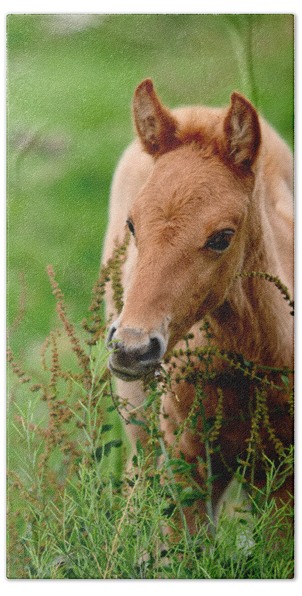Horse Hand Towel featuring the photograph Red Foal. Beautiful Eyes by Jenny Rainbow