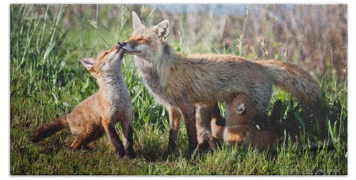 Award Winning Hand Towel featuring the photograph Red Fox Family by Ronald Lutz