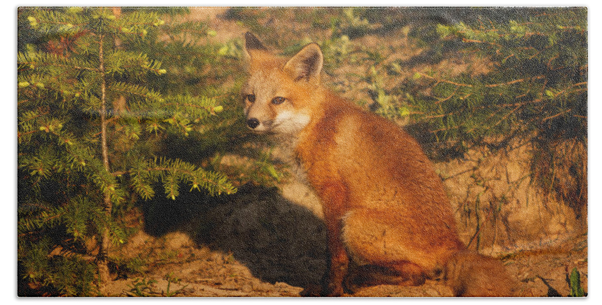 Waterton Lakes National Park Bath Towel featuring the photograph Red Fox Kit by Mark Kiver