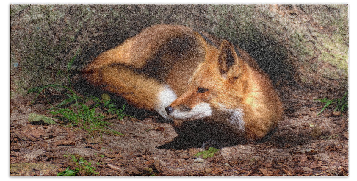Fox Hand Towel featuring the photograph Red Fox Resting by Kathy Baccari