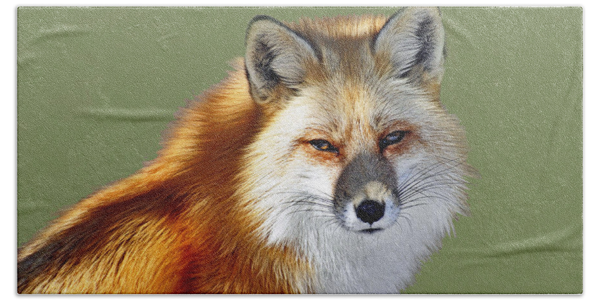 Fox Hand Towel featuring the photograph Red Fox by Rodney Campbell