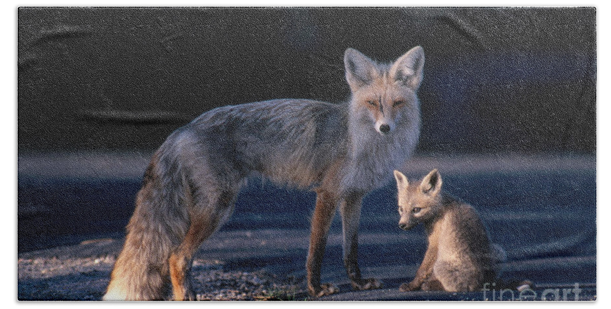 Red Fox Bath Sheet featuring the photograph Red Fox With Pup by William H. Mullins