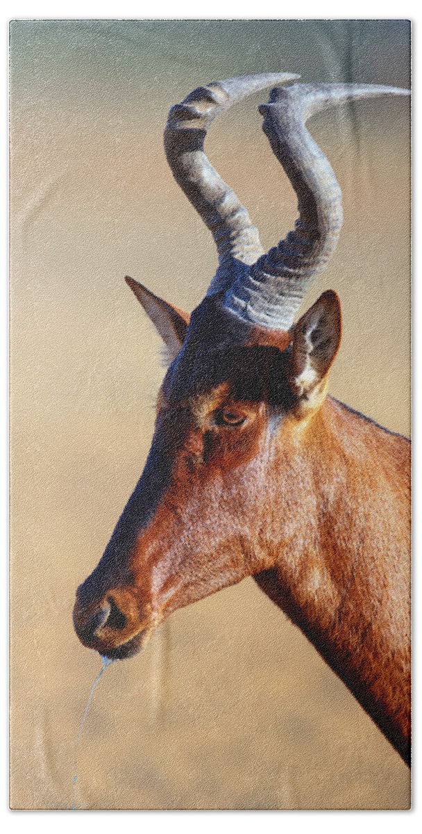 Hartebeest Hand Towel featuring the photograph Red hartebeest portrait by Johan Swanepoel
