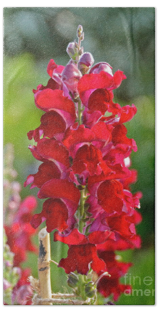 Flower Bath Towel featuring the photograph Red Snapdragon #1 by Carol Bradley