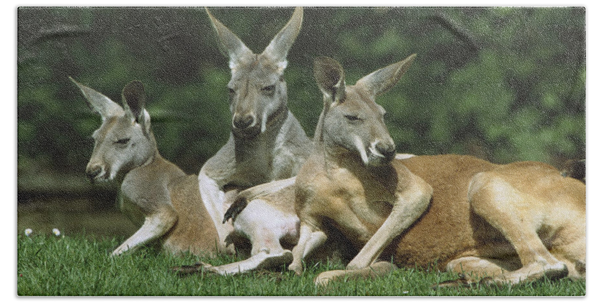 Feb0514 Bath Towel featuring the photograph Red Kangaroo Trio Relaxing Australia by Konrad Wothe