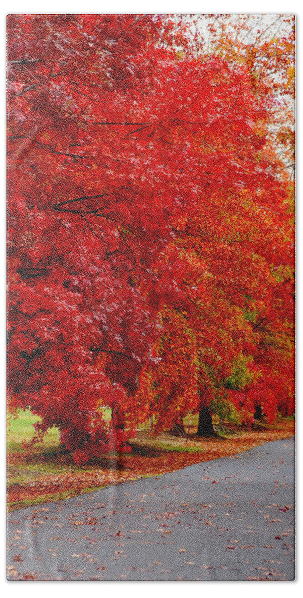 Red Leaf Leaves Fall Colors Road Wet Lined Chico Ca Tree Hand Towel featuring the photograph Red Leaf Road by Holly Blunkall