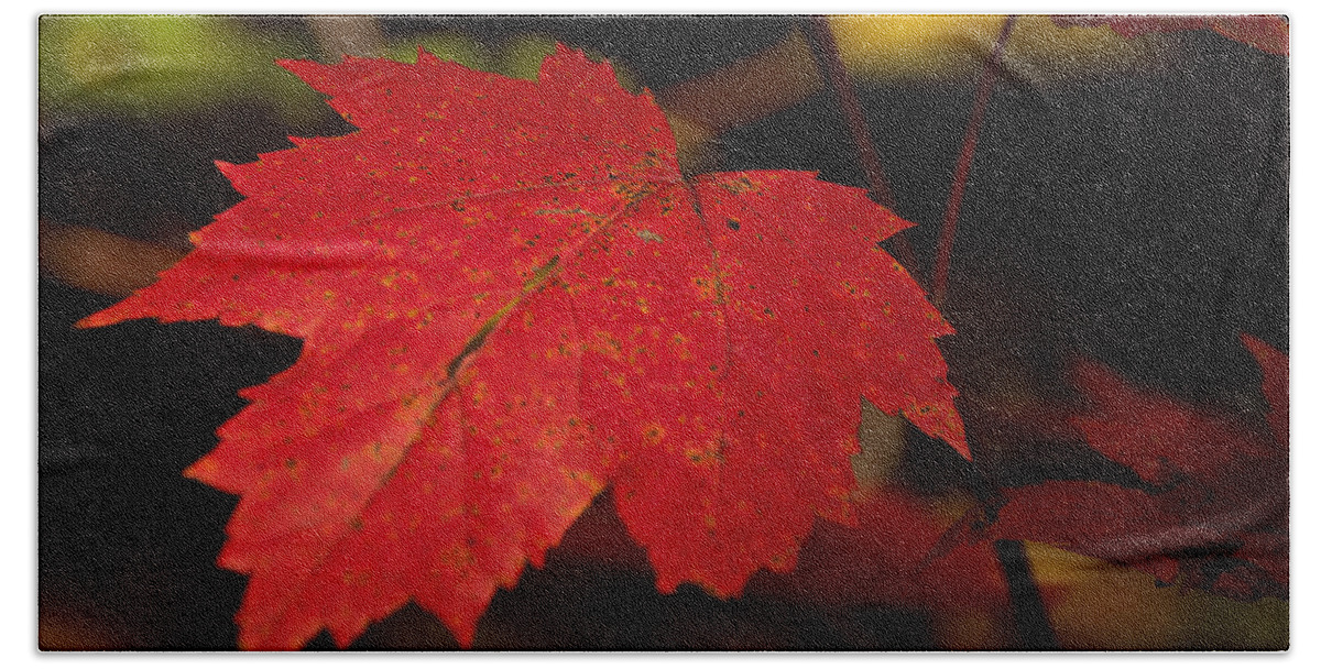 Fall Foliage Hand Towel featuring the photograph Red Maple Leaf in Fall by Brenda Jacobs