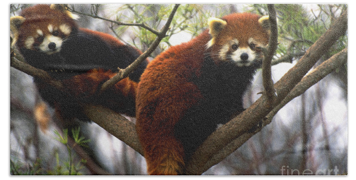 Red Panda Hand Towel featuring the photograph Red Pandas In Tree by Art Wolfe