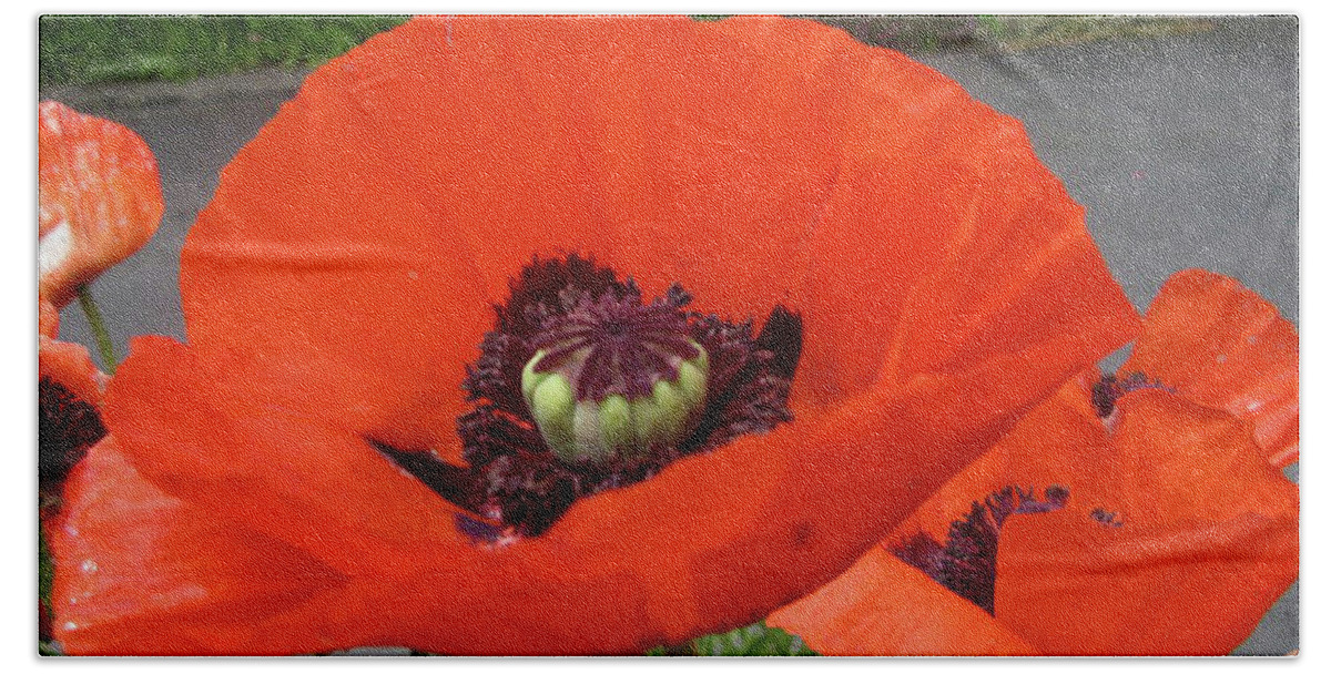 Red Poppy Bath Towel featuring the photograph Red Poppy by Barbara A Griffin