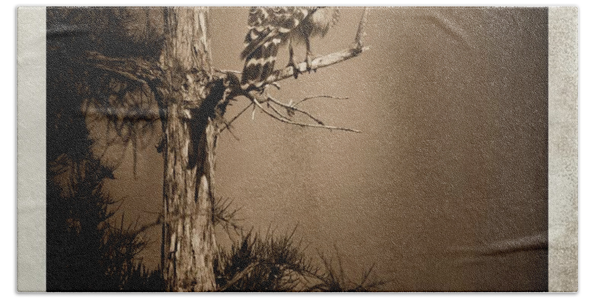 Red Hand Towel featuring the photograph Red Tail Hawk Polaroid by Bradley R Youngberg