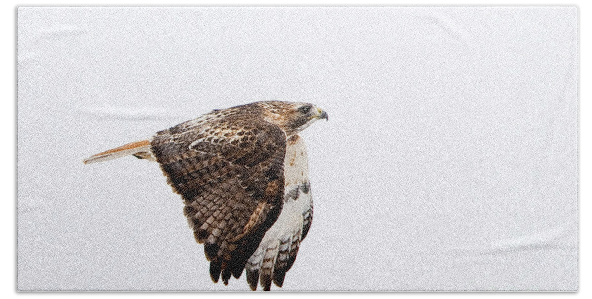 Red Tail Hawk Bath Towel featuring the photograph Red Tail in flight by Bon and Jim Fillpot