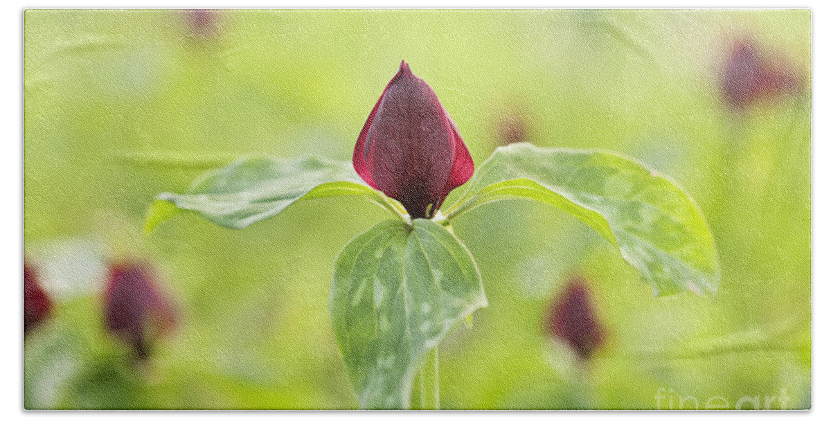 Red Trillium Hand Towel featuring the photograph Red Trillium by Patty Colabuono