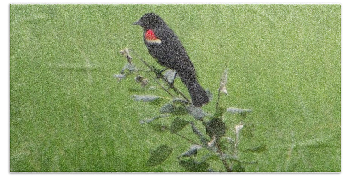 Red Wing Blackbird Hand Towel featuring the photograph Red Wing Blackbird by Michelle Welles