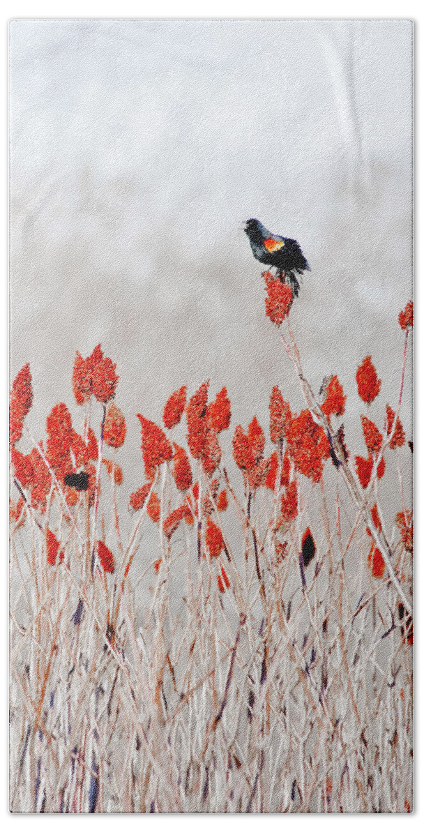 Dunns Marsh Bath Towel featuring the photograph Red Winged Blackbird On Sumac by Steven Ralser
