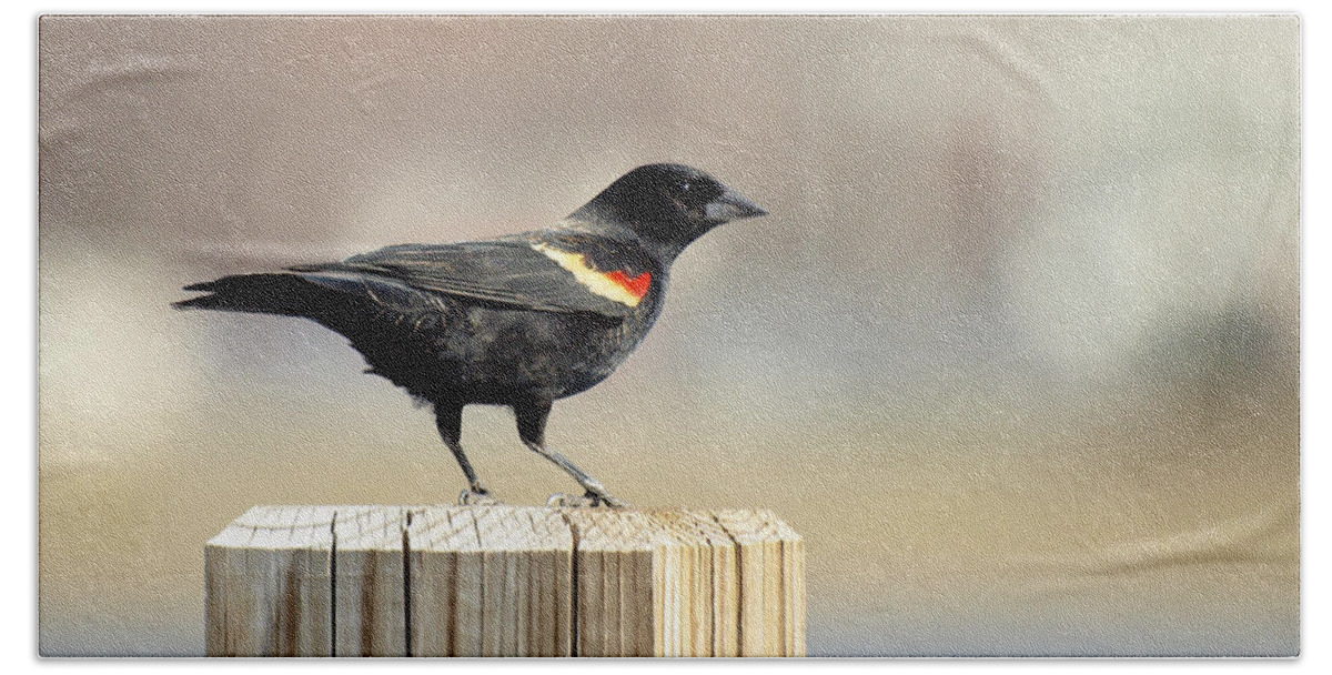 Red Winged Blackbird Bath Towel featuring the photograph Red Winged Blackbird by Thomas Young