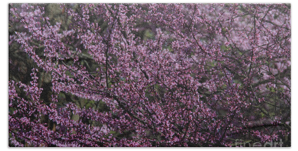 Redbud Hand Towel featuring the photograph Redbud Blossoms II by Anne Nordhaus-Bike