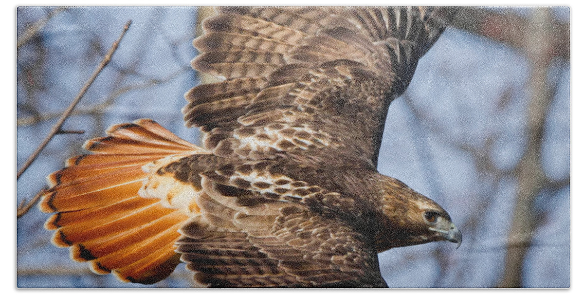 Redtail Hawk Bath Towel featuring the photograph Redtail Hawk Square by Bill Wakeley