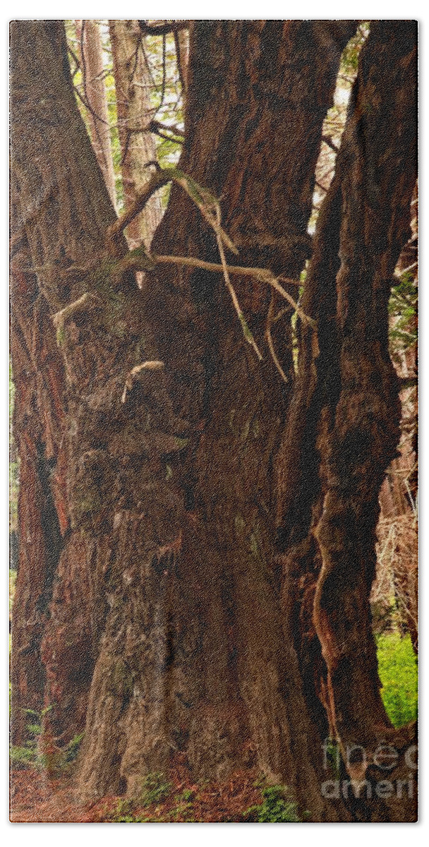 Julia Pfeiffer Burns Bath Towel featuring the photograph Redwood At Pfeiffer Burns by Adam Jewell