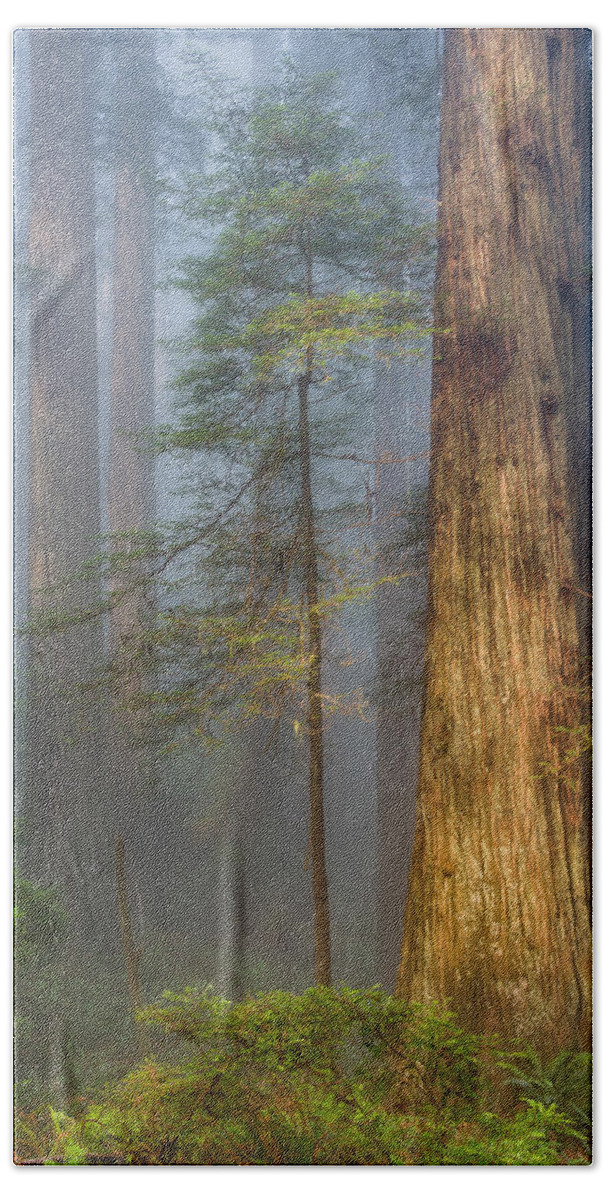 Redwoods Hand Towel featuring the photograph Redwoods in the Blue Mist by Greg Nyquist
