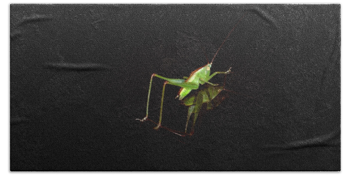 Reflection Of A Grasshopper Bath Towel featuring the photograph Reflection of a Grasshopper by Maria Urso