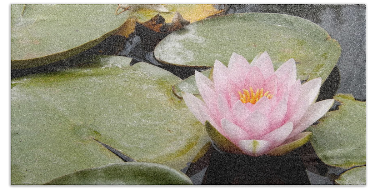 Pink Bath Sheet featuring the photograph Reflections of Lily by Caryl J Bohn