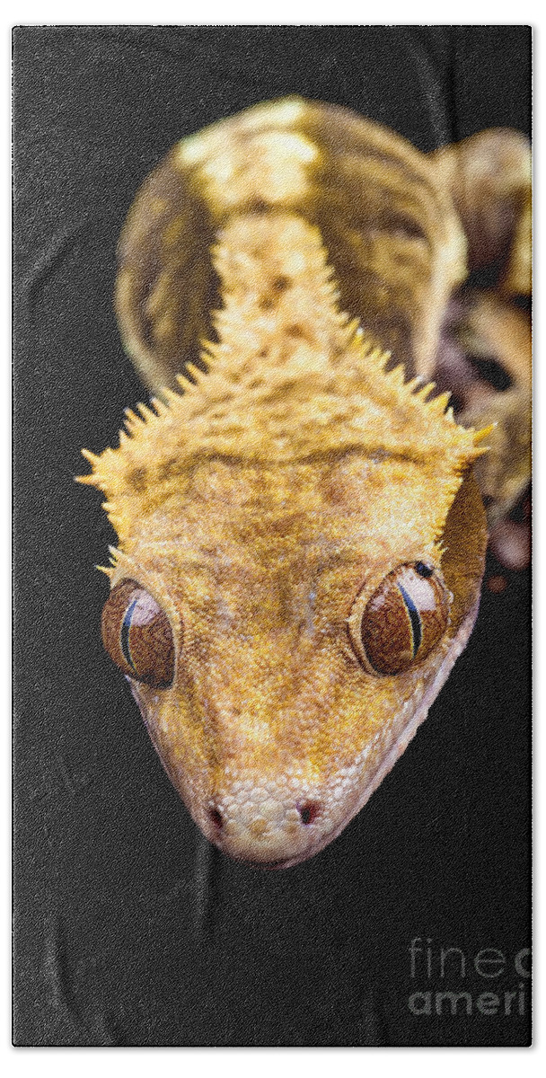 Abstract Bath Towel featuring the photograph Reptile close up on black by Simon Bratt