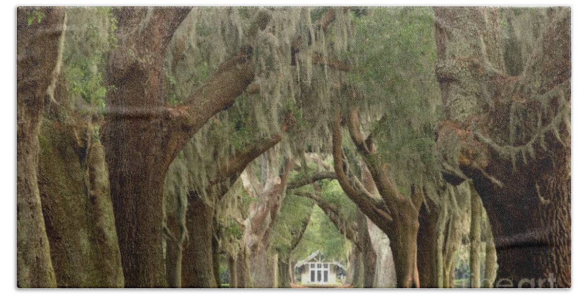 Avenue Of The Oaks Bath Towel featuring the photograph Retreat Avenue Of The Oaks by Adam Jewell