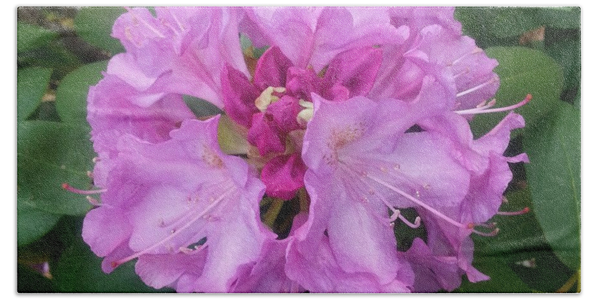 Rhododendron In Full Bloom Bath Towel featuring the photograph Rhododendron In Full Bloom by Emmy Vickers