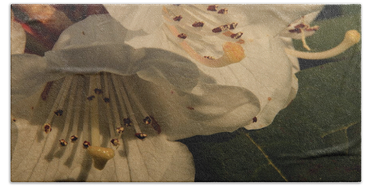 Rhododendron Bath Sheet featuring the photograph Rhododendron in white by Laddie Halupa