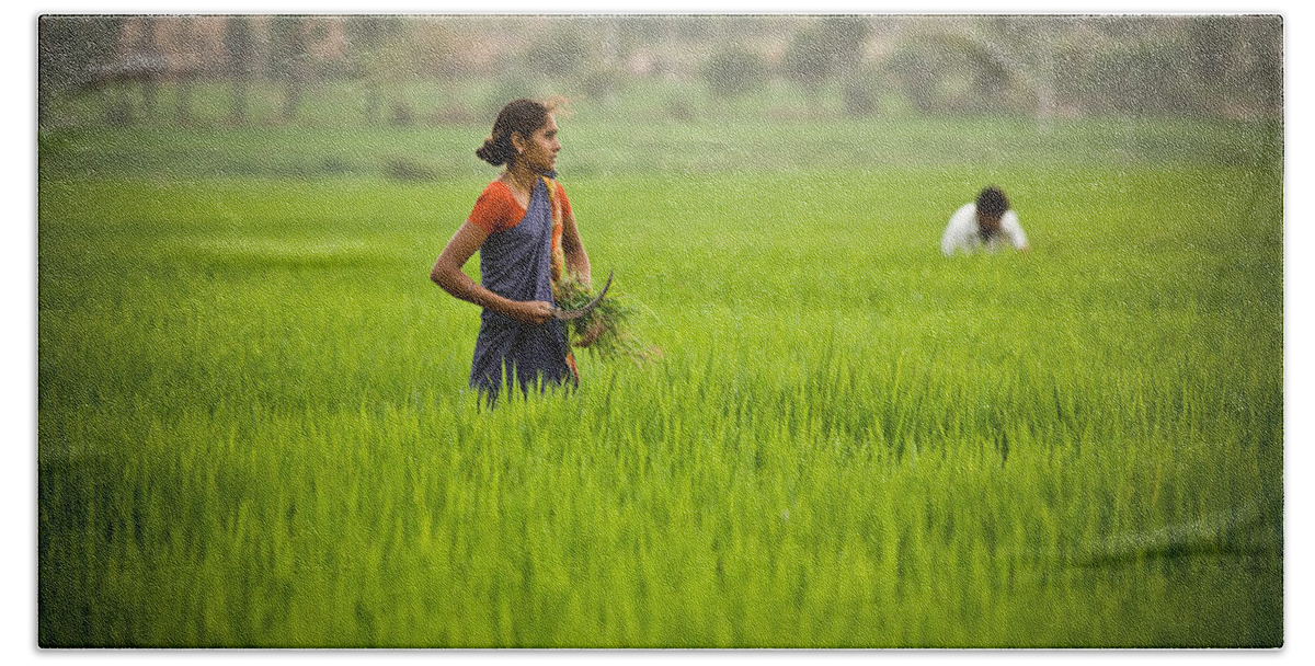 India Bath Towel featuring the photograph Rice Harvest by John Magyar Photography