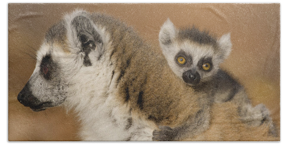 Feb0514 Bath Towel featuring the photograph Ring-tailed Lemur And Baby Madagascar by Suzi Eszterhas
