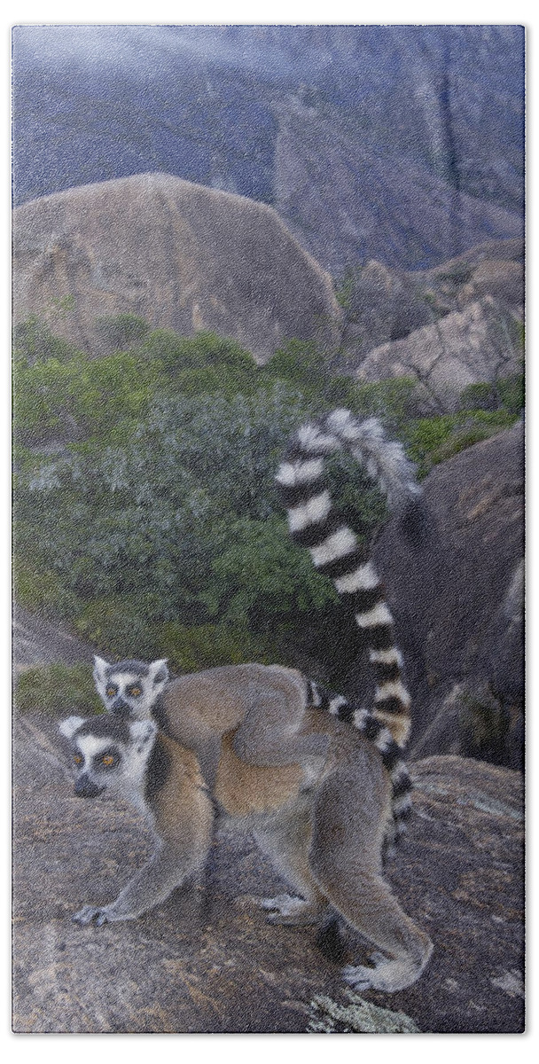 Feb0514 Bath Towel featuring the photograph Ring-tailed Lemur And Young Madagascar by Pete Oxford