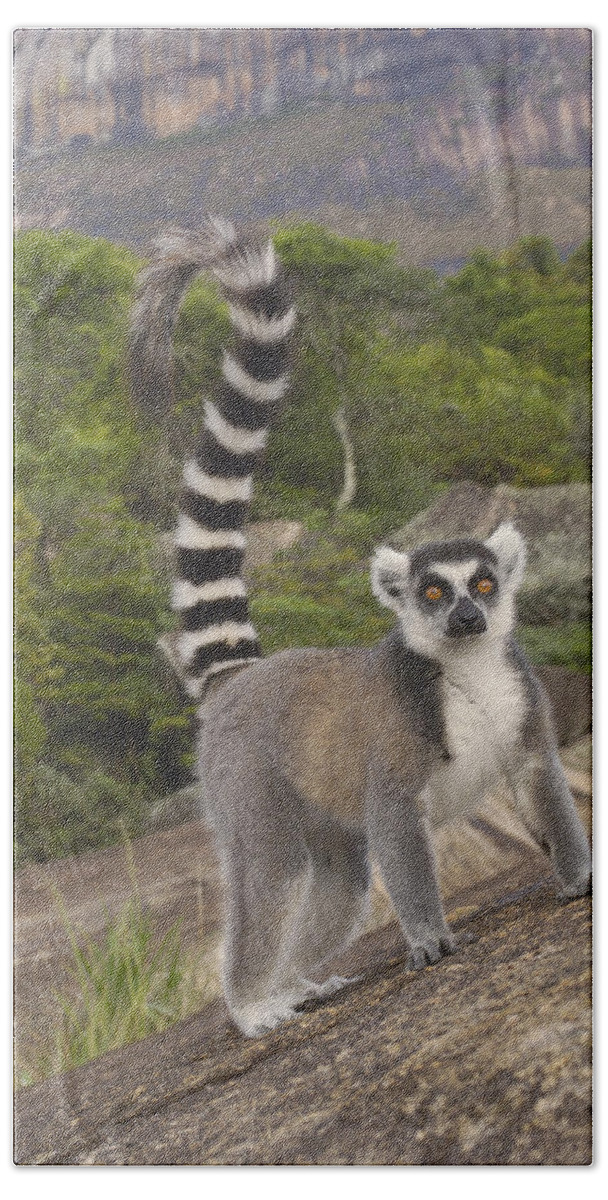 Feb0514 Bath Towel featuring the photograph Ring-tailed Lemur On Rocks Madagascar by Pete Oxford
