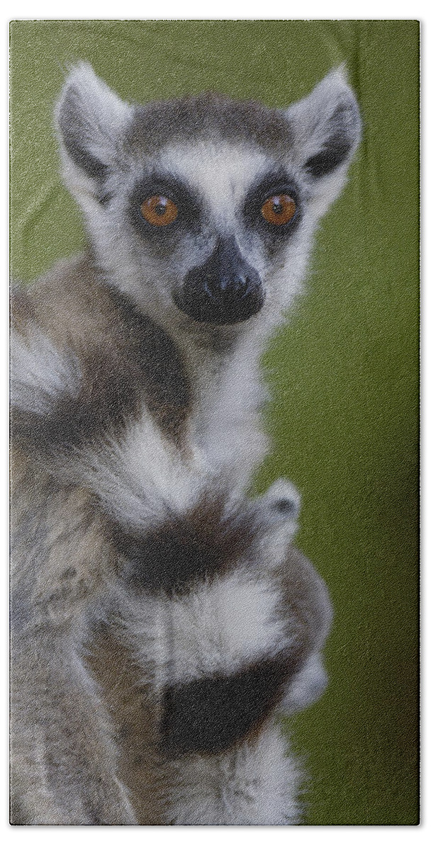 Feb0514 Bath Towel featuring the photograph Ring-tailed Lemur Portrait Berenty by Pete Oxford